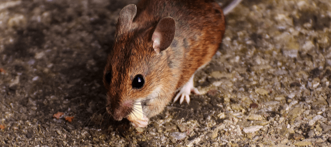 A mouse out during the day eating a piece of food