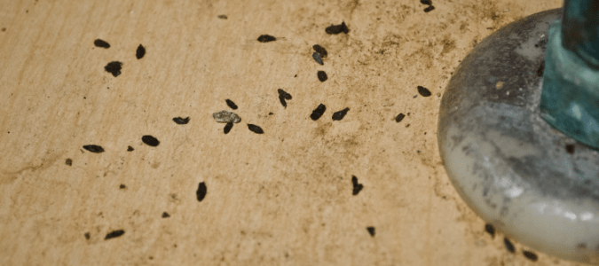 Mouse droppings in a bathroom cabinet