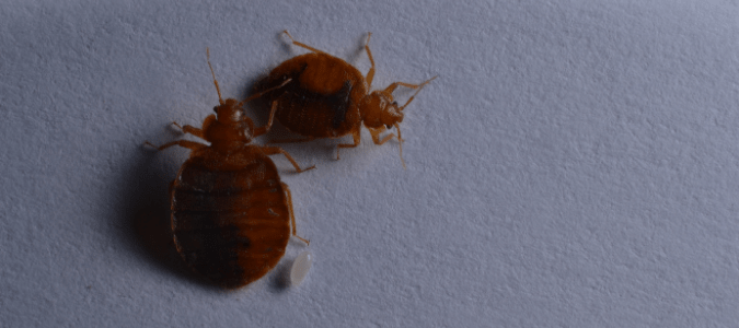 two bed bugs with a bed bug egg, which are some of the early signs of bed bugs