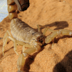 A striped bark scorpion