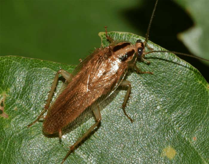 a German cockroach on a leaf