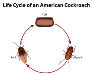 American Cockroach Life Cycle