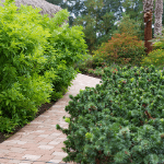 a newly landscaped yard with a paved walkway and lush shrubs