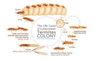 The Life Cycle of Subterranean Termites