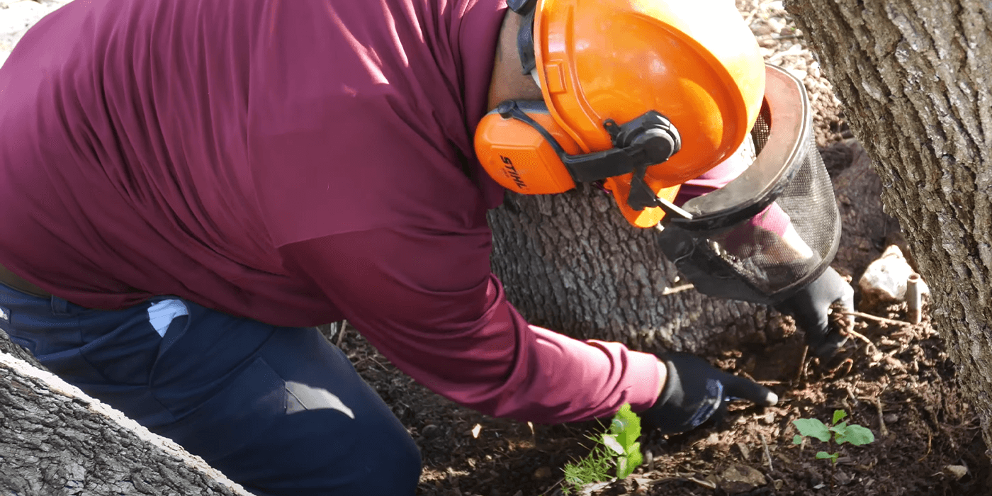 tree care specialists performing tree air excavation services for a customer
