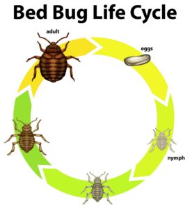 Bed Bug Life Cycle