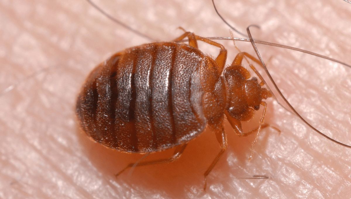 a bed bug crawling on someone