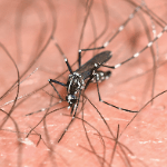 un mosquito picando a una persona