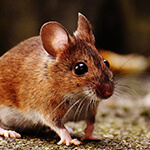 un ratón casero