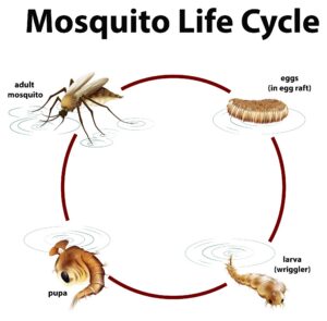 Mosquito Life Cycle