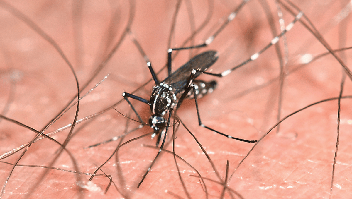 un mosquito tigre picando a una persona