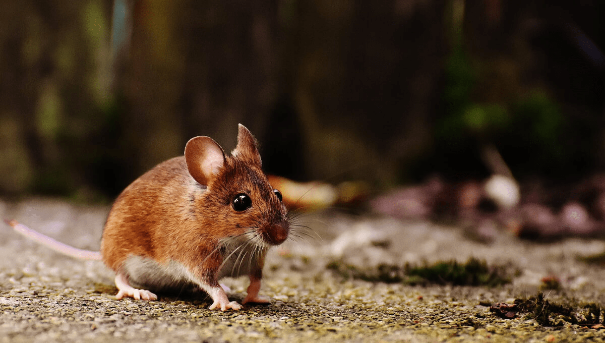 Conceder colateral Que pasa Control de Roedores y Animales Silvestres | Austin, TX | ABC Home &  Commercial Services