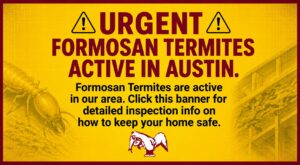 URGENT: Formosan termites active in Austin.