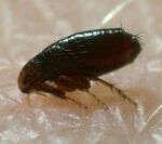 a close-up of a flea
