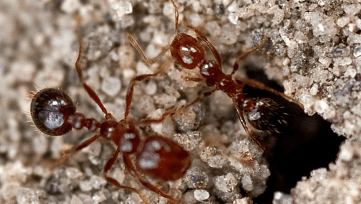  two fire ants coming out of an underground nest