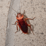 American cockroach in a garage