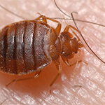 a bed bug crawling on someone