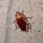 una cucaracha americana en un garaje