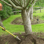 un especialista en cuidado de árboles de ABC brindando servicios de aireación de árboles