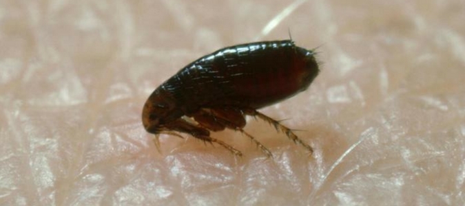 a flea walking on carpet
