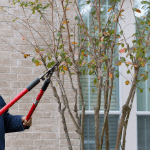 un especialista en jardinería podando un árbol de una casa