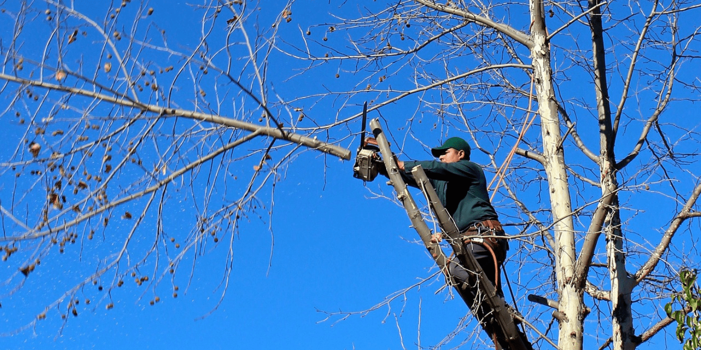 a certified arborist removing tree branches as part of the tree removal process