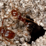 two fire ants coming out of an underground nest