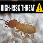 Close up of Formosan termite High-Risk Threat!