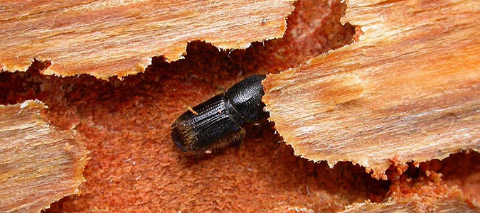 southern pine beetle does immense damage to trees