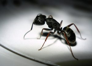 A clsoe look at a Carpenter Ant in Orlando, Florida