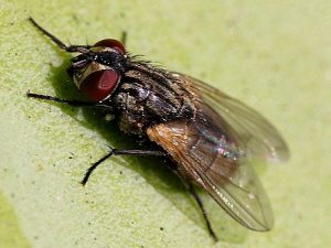 Housefly in Orlando Up close and personal