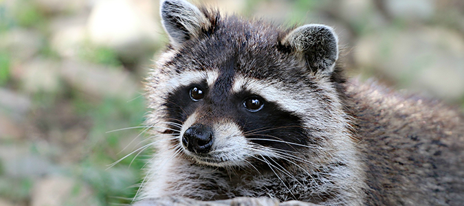 raccoon-featuredimg