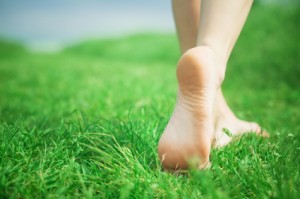 cool-season lawn care is essential for healthy lawns