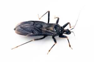 the kissing bug is one of several invasive species in San Antonio pest control insect removal