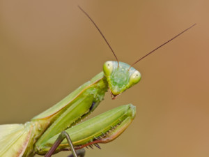 the praying mantis preys on moths, beetles, grasshoppers, aphids and mosquitoes, a natural pest control ally