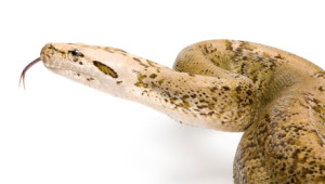 texas pests can compete with ones living around the world like the burmese pythons ABC Houston pest control