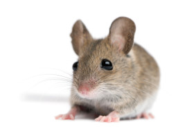 Rat and mouse droppings can spread disease to humans.