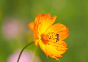 the honey daisy is a regional plant you can count on ABC Austin