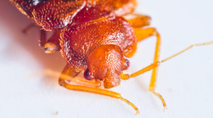 bedbugs are a growing problem in metropolitan areas