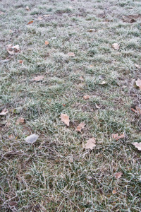 lawns still require maintenance in winter