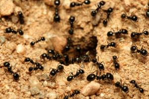 carpenter ants can cause extensive and very expensive damage to your home ABC Atlanta