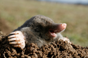 moles can cause damage to a number of different areas in your yard ABC Atlanta