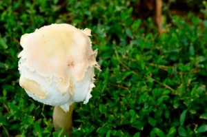 mushrooms are the fruiting bodies of the underground fungal structure mycelium ABC Houston
