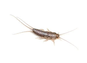 silverfish can demolish your food stores