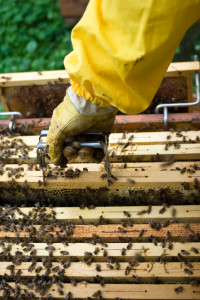 There are several way to prevent bee colony collapse
