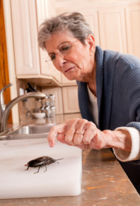 good housekeeping doesn't always prevent pest infestations