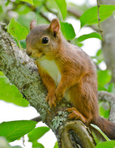 Squirrels pose a threat to your home and yard