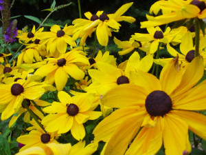 Black-eyed Susans are a hardy Texas flower