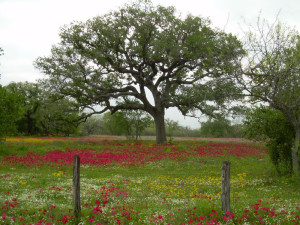 The live oak is one of the most majestic native Texas plants