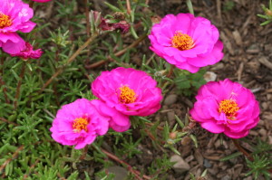 The moss rose can grow up to 10 inches tall